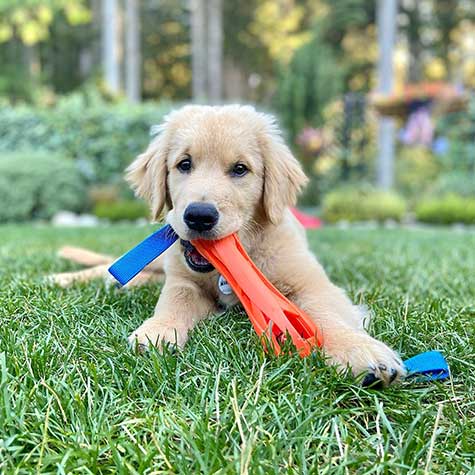 A golden retriever puppy playfully chews on durable rubber strips from a Chuckit Air Bumper Dog Toy, surrounded by a garden of blurred greenery and trees, hinting at future fetch games in this delightful setting.