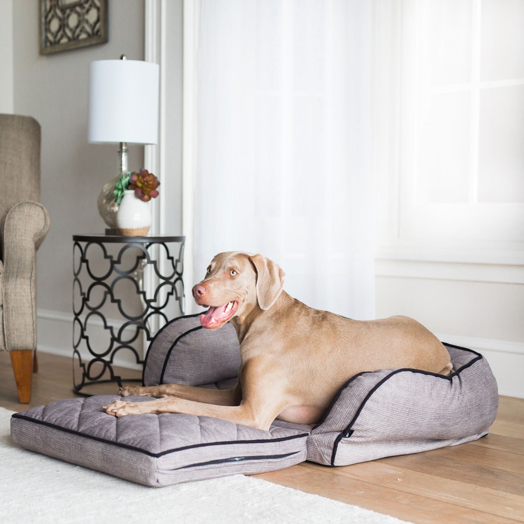 A brown dog relaxes on a La-Z-Boy Duchess Fold Out Sleeper Sofa Dog Bed in a bright living room with a lamp on a decorative side table, an armchair with iClean fabric, and sheer white curtains over the window.
